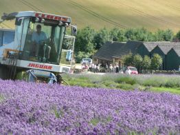 Cotswold Lavender